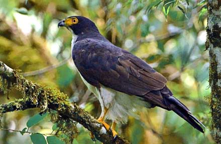Gray-bellied Hawk