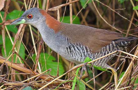 Gray-breasted Crake