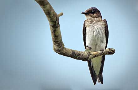 Gray-breasted Martin 