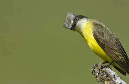 Gray-capped Flycatcher 