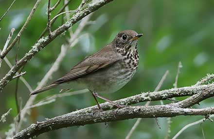 Gray-cheeked Thrush