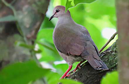 Gray-chested Dove