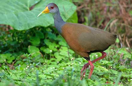 Gray-cowled Wood-Rail antes [ Gray-necked Wood-Rail ]