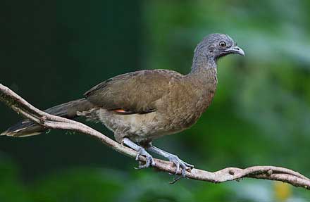 Gray-headed Chachalaca 