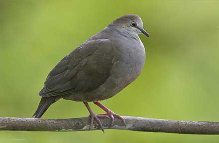 Gray-headed Dove