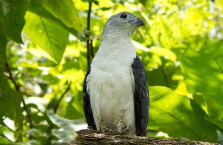 Gray-headed Kite
