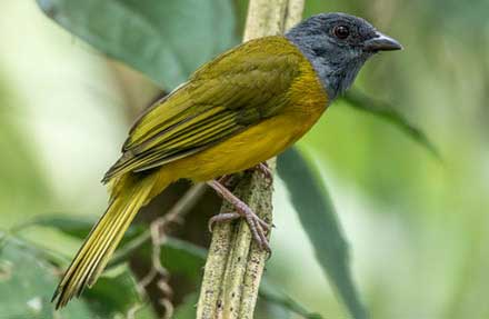 Gray-headed Tanager 