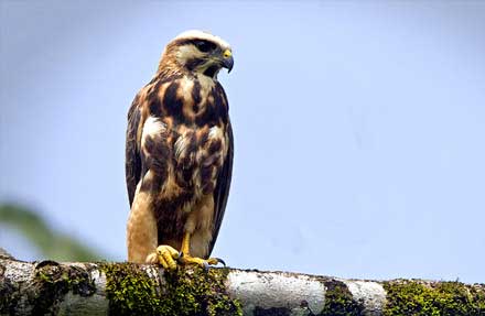 Gray-lined Hawk 