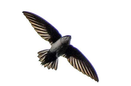 Gray-rumped Swift