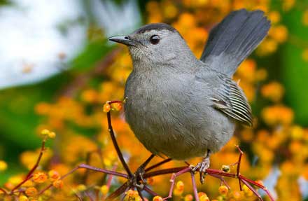 Gray Catbird 