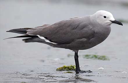 Gray Gull