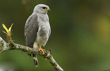 Gray Hawk
