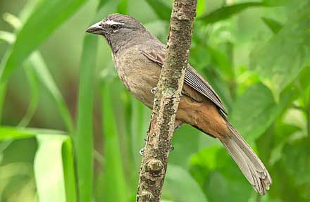 Grayish Saltator 