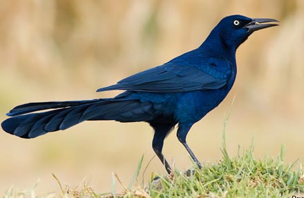 Great-tailed Grackle 