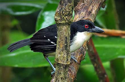 Great Antshrike 