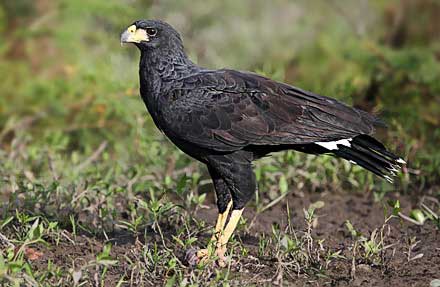 Great Black-Hawk