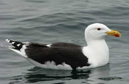 Great Black-backed Gull