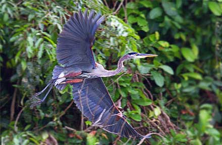 Great Blue Heron