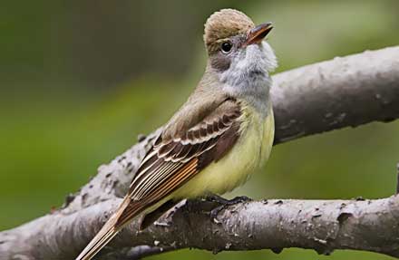 Great Crested Flycatcher 