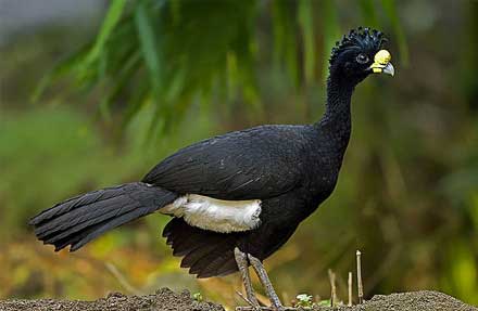 Great Curassow