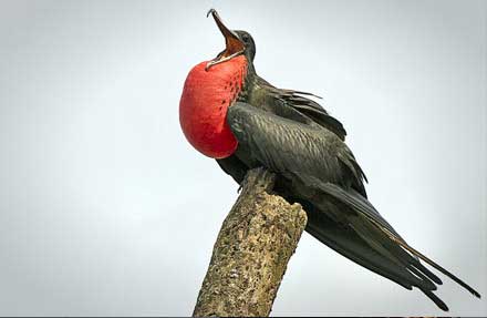 Great Frigatebird