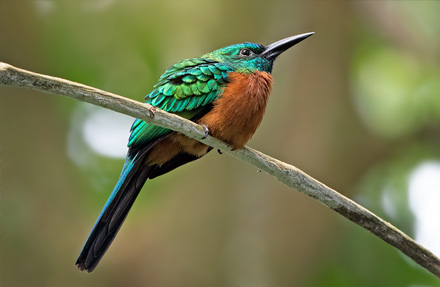 Great Jacamar