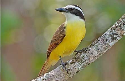 Great Kiskadee 