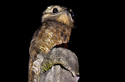 Great Potoo