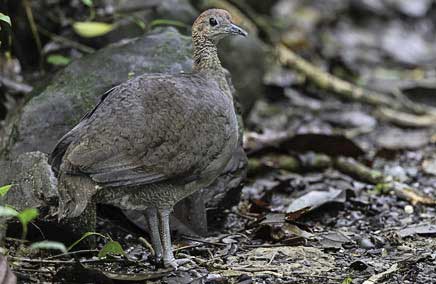 Great Tinamou