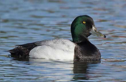 Greater Scaup