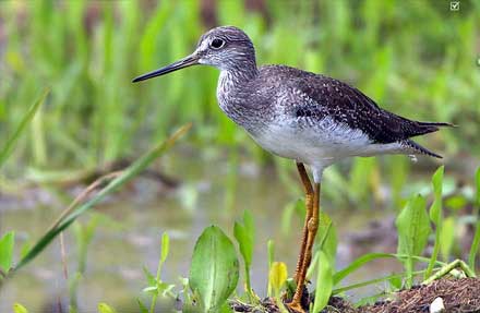 Greater Yellowlegs