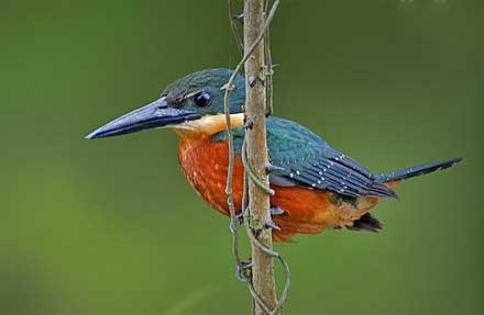 Green-and-rufous Kingfisher
