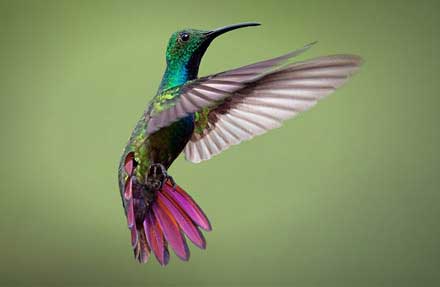 Green-breasted Mango