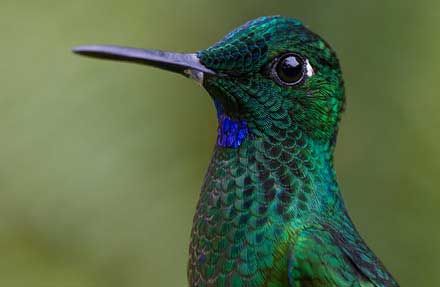 Green-crowned Brilliant