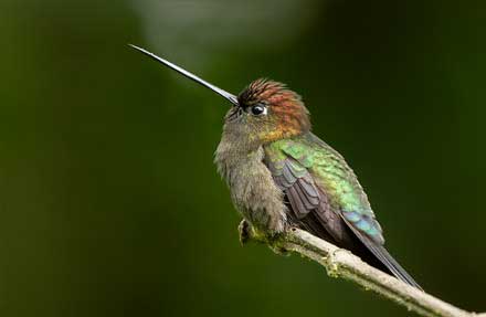 Green-fronted Lancebill