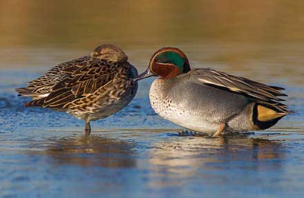 Green-winged Teal