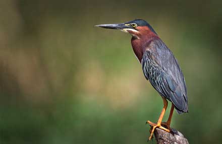Green Heron
