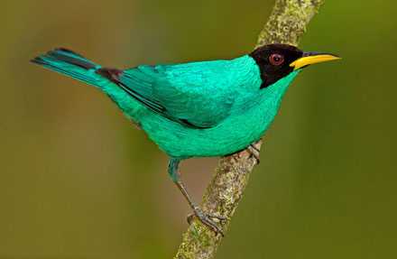 Green Honeycreeper 
