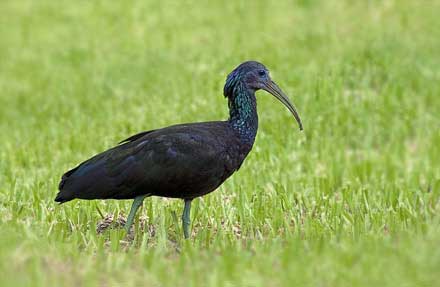 Green Ibis