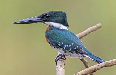 Green Kingfisher