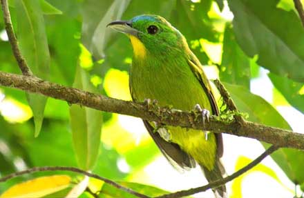 Green Shrike-Vireo 