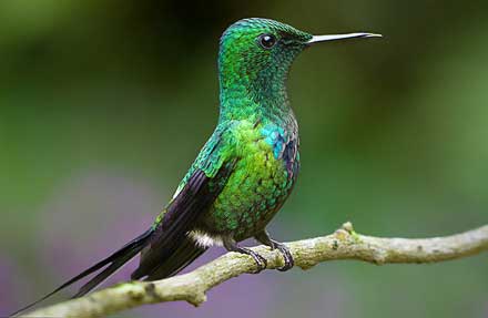 Green Thorntail