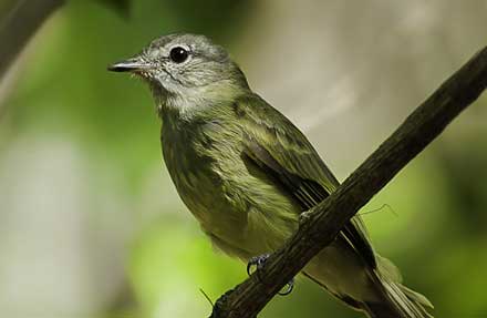 Greenish Elaenia 