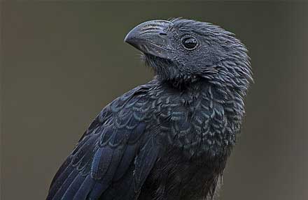 Groove-billed Ani