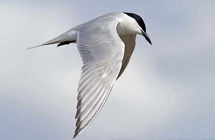 Gull-billed Tern