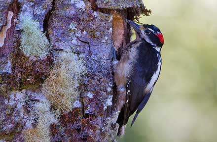 Hairy Woodpecker