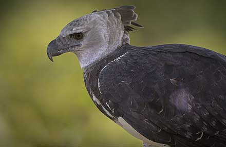 Harpy Eagle