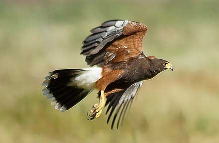 Harris s Hawk
