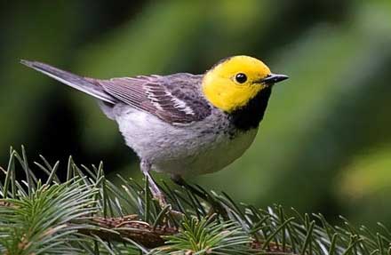 Hermit Warbler 