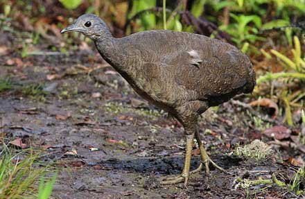 Highland Tinamou